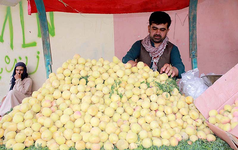 Vendor selling apricots (Khurmani) at Pishin Stop