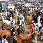 A large number of people selecting and purchasing sacrificial animals at Shahpur Kanjran Animal Market for upcoming Eid ul-Azha