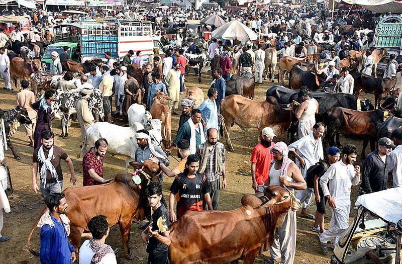 A large number of people selecting and purchasing sacrificial animals at Shahpur Kanjran Animal Market for upcoming Eid ul-Azha