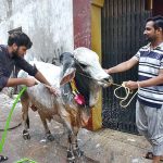 Two persons busy in bathing their sacrificial animal in front of home.