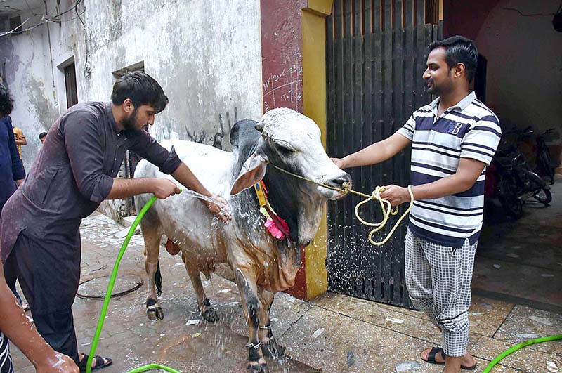 Two persons busy in bathing their sacrificial animal in front of home.
