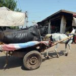 An ailing buffalo is being transported to hospital on a horse cart near Kala mandi