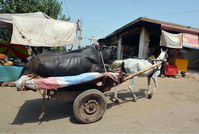 An ailing buffalo is being transported to hospital on a horse cart near Kala mandi
