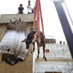 A sacrificial cow being brought down through a crane for selling purpose. It is mentioned here that an owner of the sacrificial animals brings up these animals on the roof of his house and sell them as Eid ul Adha approaches