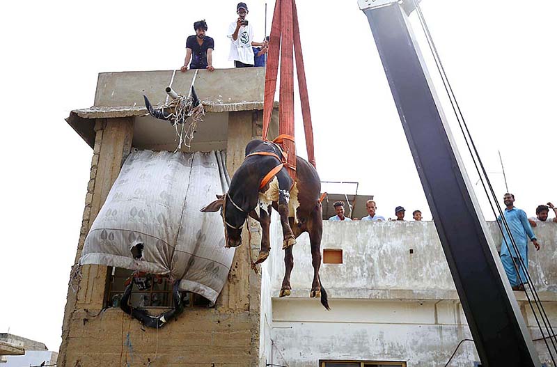 A sacrificial cow being brought down through a crane for selling purpose. It is mentioned here that an owner of the sacrificial animals brings up these animals on the roof of his house and sell them as Eid ul Adha approaches