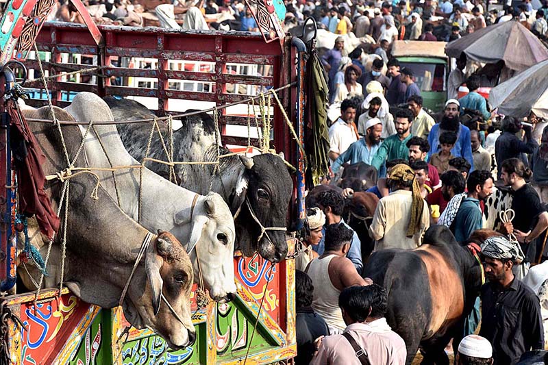 A large number of people selecting and purchasing sacrificial animals at Shahpur Kanjran Animal Market for upcoming Eid ul-Azha