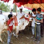 Children with sacrificial animals at cattle market ahead of Eid ul Azha
