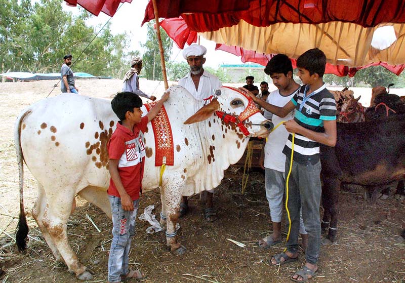 Children with sacrificial animals at cattle market ahead of Eid ul Azha