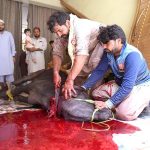 Butchers slaughtering sacrificial animal in a house on the 2nd day of Eid ul Azha