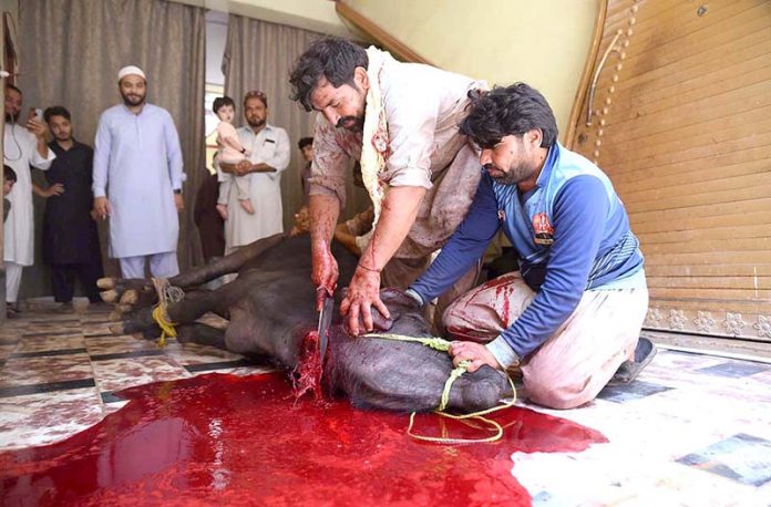 Butchers slaughtering sacrificial animal in a house on the 2nd day of Eid ul Azha