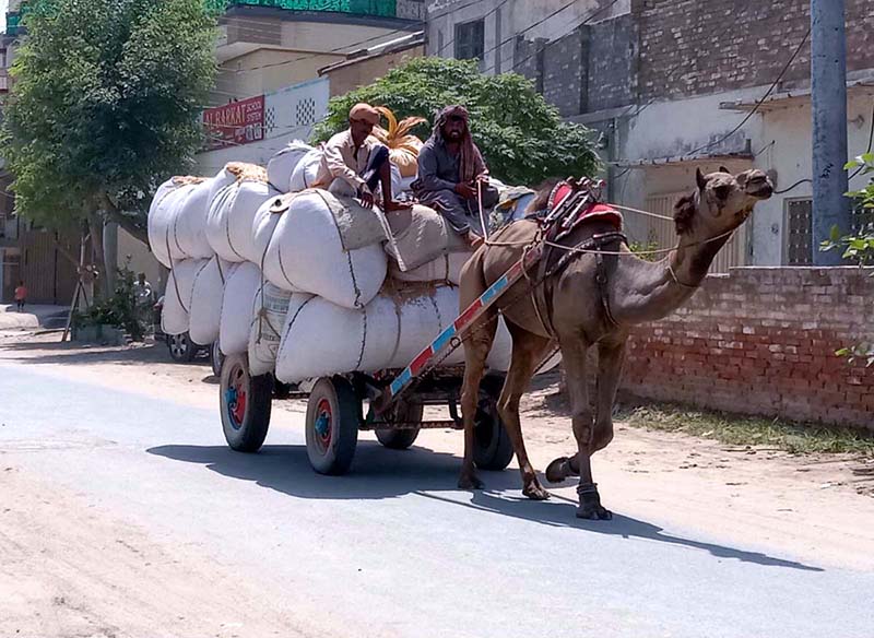 Motorcycle loader taking away empty bottles to packing point from where they would be taken to recycling factory