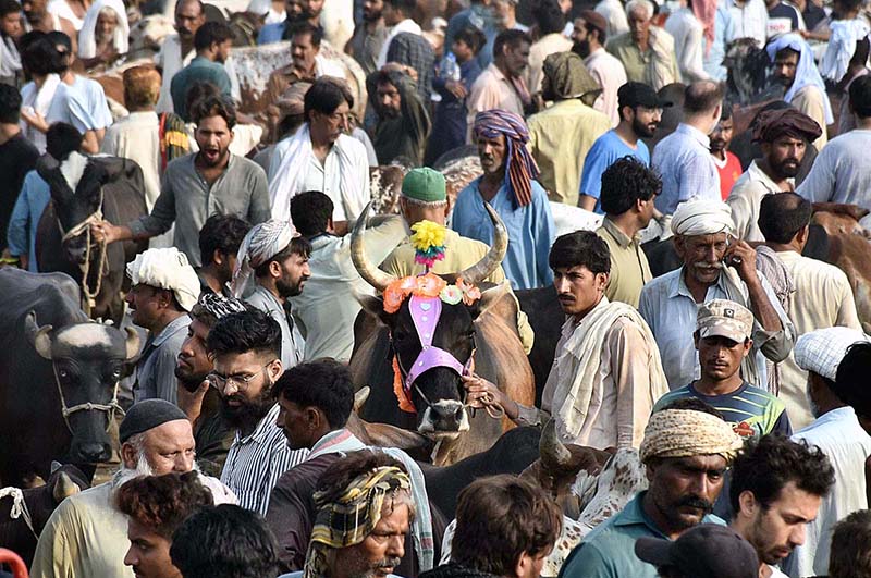 A large number of people selecting and purchasing sacrificial animals at Shahpur Kanjran Animal Market for upcoming Eid ul-Azha