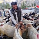 A vendor displaying the sacrificial animals to attract customers in connection with upcoming Eidul Adha