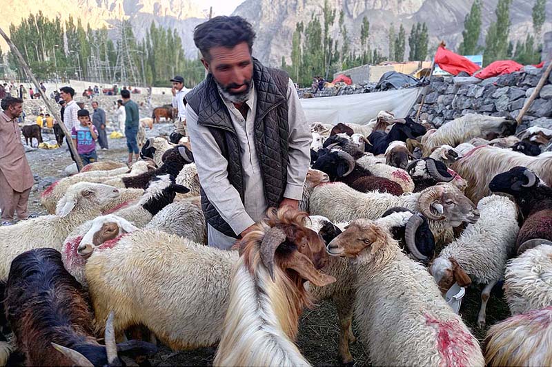 A vendor displaying the sacrificial animals to attract customers in connection with upcoming Eidul Adha