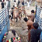 People trying to load the camel on delivery vehicle at temporary cattle Market Shahpur Kanjra in connection with Eidul Azha