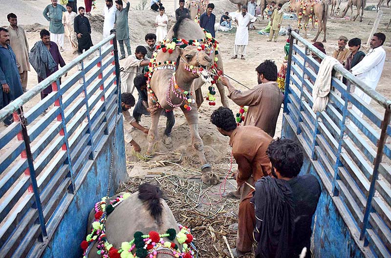 People trying to load the camel on delivery vehicle at temporary cattle Market Shahpur Kanjra in connection with Eidul Azha