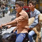 A youngster carrying sacrificial animal (sheep) while sitting on rear seat of motorcycle after purchasing from Cattle Market