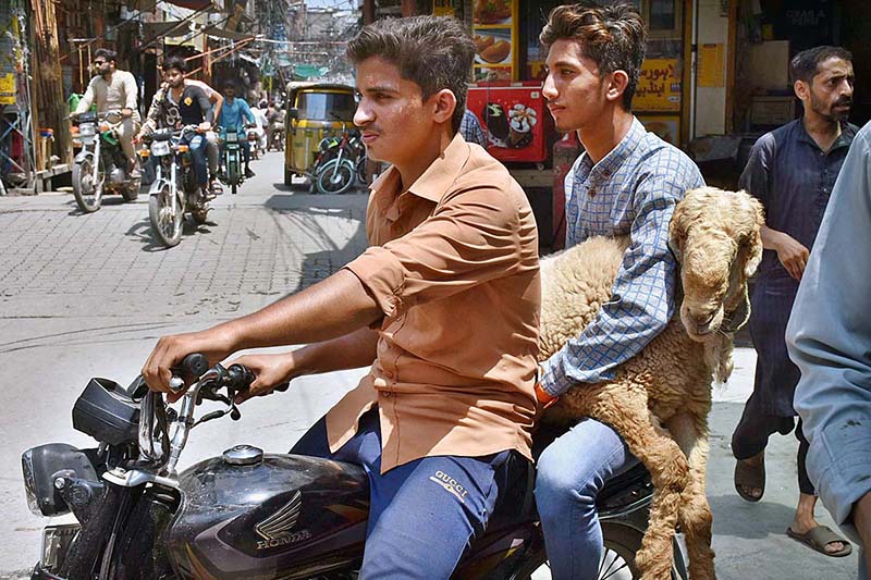 A youngster carrying sacrificial animal (sheep) while sitting on rear seat of motorcycle after purchasing from Cattle Market