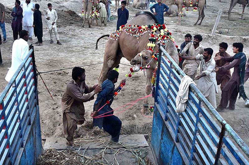 People trying to load the camel on delivery vehicle at temporary cattle Market Shahpur Kanjra in connection with Eidul Azha