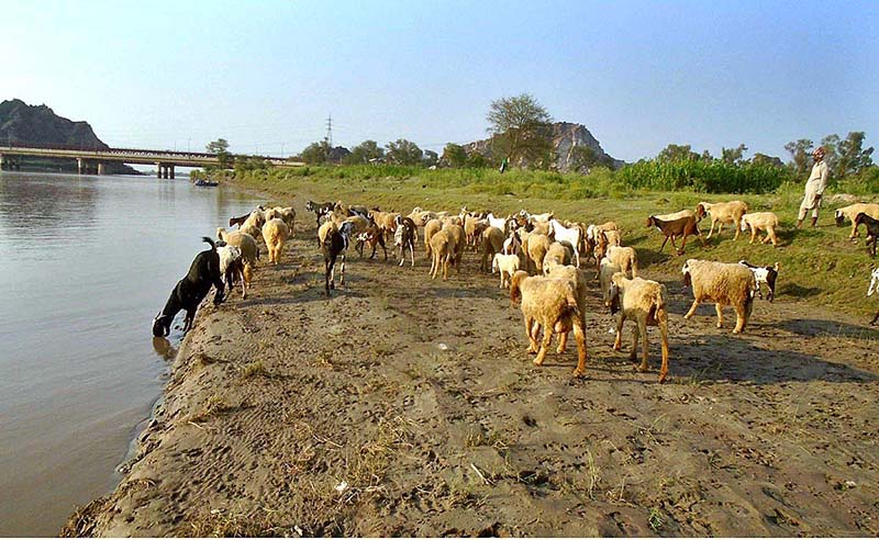 A herd of animals crossing railway track may cause any accident and needs attention of the concerned authorities