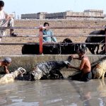 Vendors giving bath to sacrificial animal Sheep in a canal during hot weather in the city