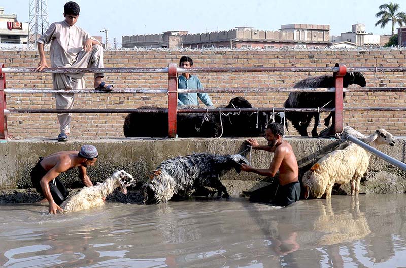 Vendors giving bath to sacrificial animal Sheep in a canal during hot weather in the city