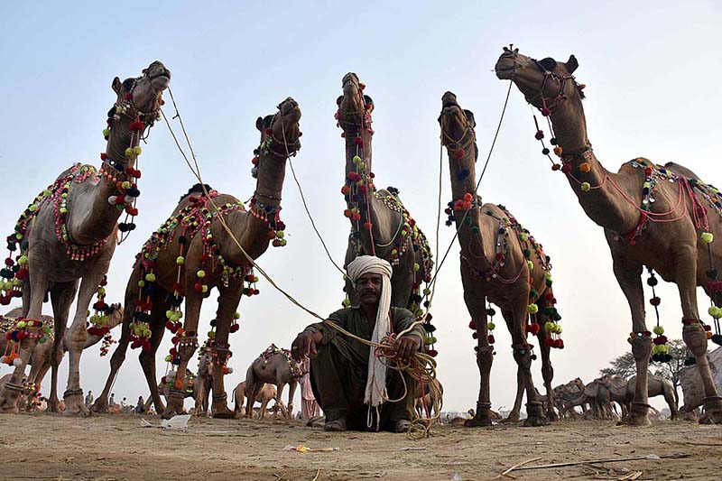 People trying to load the camel on delivery vehicle at temporary cattle Market Shahpur Kanjra in connection with Eidul Azha