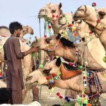 Livestock vendor displaying and feeding the sacrificial camels while waiting the customers at temporary cattle market Shahpur Kanjra ahead of Eidul Azha