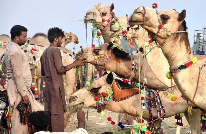 Livestock vendor displaying and feeding the sacrificial camels while waiting the customers at temporary cattle market Shahpur Kanjra ahead of Eidul Azha