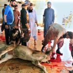 Butchers busy in slaughtering sacrificial animals on the first day of Eidul Azha at Darul Alum, Latifabad