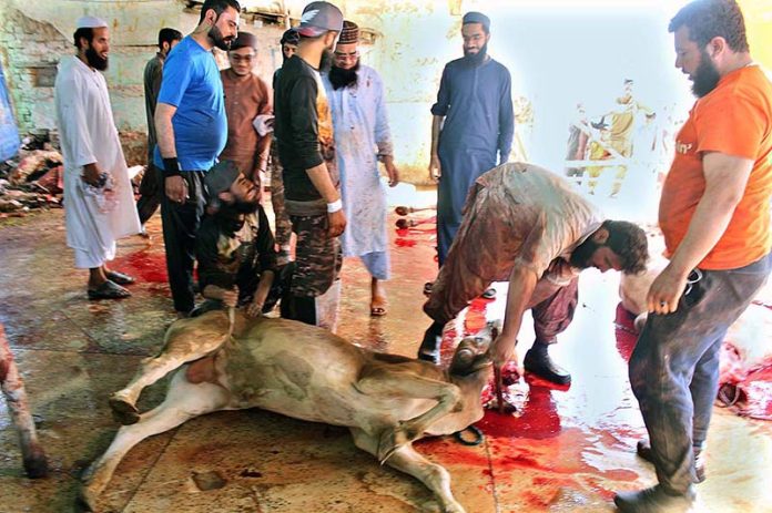 Butchers busy in slaughtering sacrificial animals on the first day of Eidul Azha at Darul Alum, Latifabad