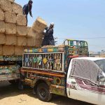 Labourers busy in loading dry fodder on delivery van at Sokano area in the city