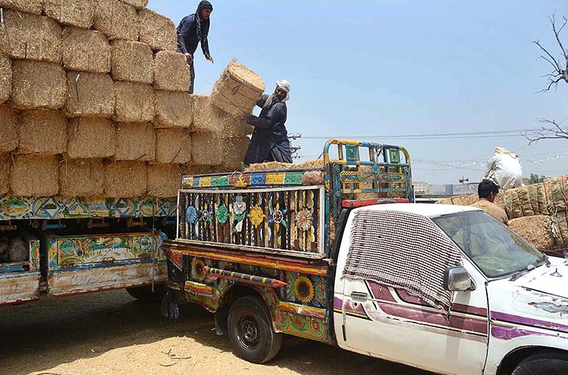 Labourers busy in loading dry fodder on delivery van at Sokano area in the city