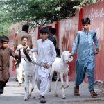 Boys moving with sacrificial goats in a locality of the metropolis