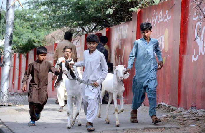 Boys moving with sacrificial goats in a locality of the metropolis