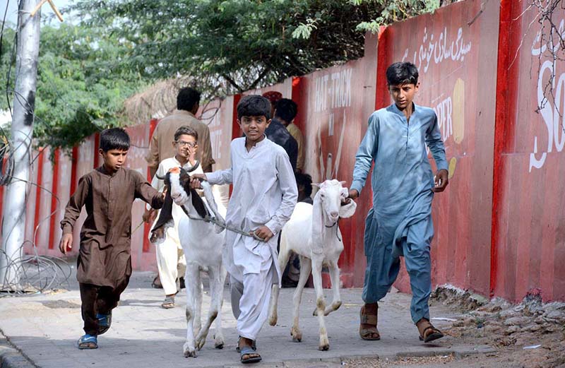 Boys moving with sacrificial goats in a locality of the metropolis