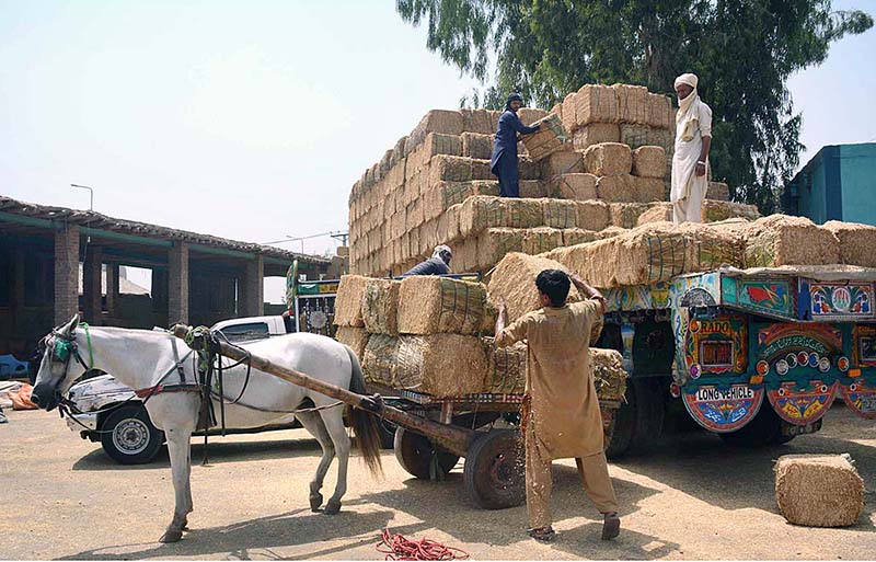 Labourers busy in loading dry fodder on delivery van at Sokano area in the city