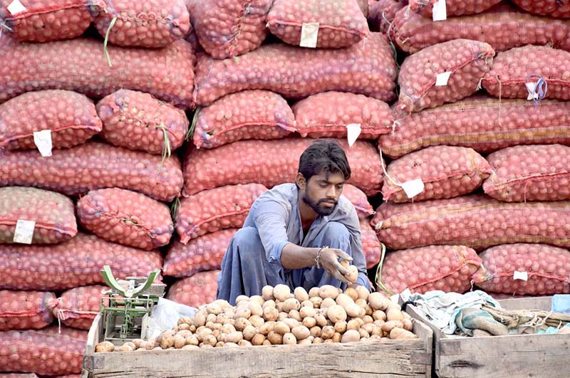 A vendor displaying potatoes to attract the customers at Sabzi Mandi