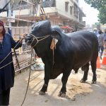 A vendor displaying sacrificial animal to attract the customers in connection with upcoming Eid-ul-Azha