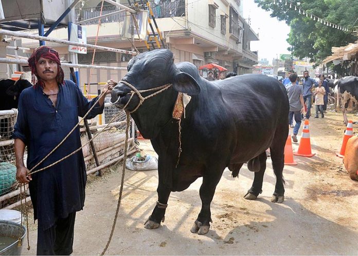 A vendor displaying sacrificial animal to attract the customers in connection with upcoming Eid-ul-Azha A vendor displaying sacrificial animal to attract the customers in connection with upcoming Eid-ul-Azha