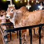 A bull is being weighed for its participation in heavy weight/beauty competition during “25th International Goat, Bull and Camels Mela 2023” at University of Agriculture Faisalabad (UAF)