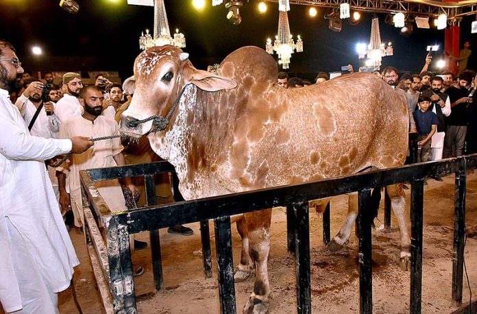A bull is being weighed for its participation in heavy weight/beauty competition during “25th International Goat, Bull and Camels Mela 2023” at University of Agriculture Faisalabad (UAF)