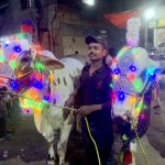 A boy holding ropes of two sacrificial cows, decorated with colourful lights, in a locality of the metropolis