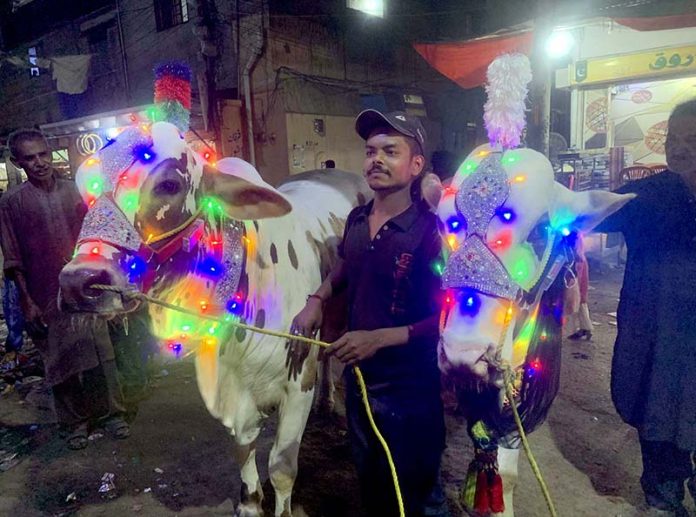 A boy holding ropes of two sacrificial cows, decorated with colourful lights, in a locality of the metropolis