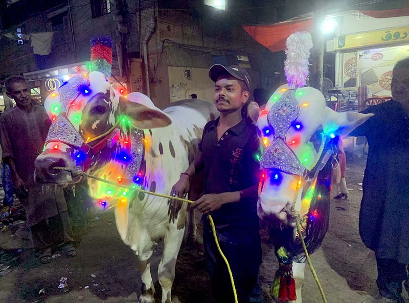 A boy holding ropes of two sacrificial cows, decorated with colourful lights, in a locality of the metropolis