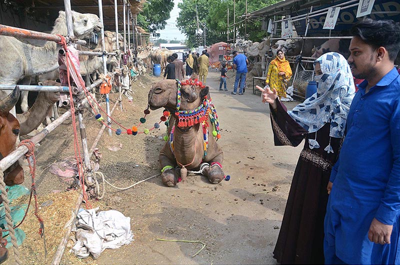 A vendor displaying sacrificial animal to attract the customers in connection with upcoming Eid-ul-Azha