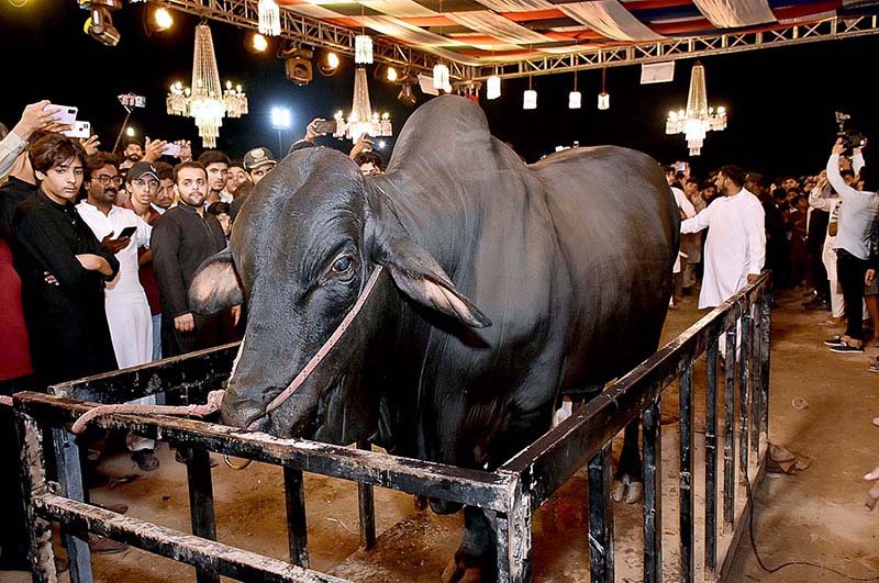 A bull is being weighed for its participation in heavy weight/beauty competition during “25th International Goat, Bull and Camels Mela 2023” at University of Agriculture Faisalabad (UAF)