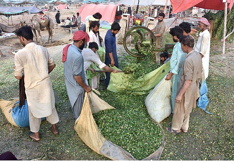 A vendor displaying sacrificial animal to attract the customers in connection with upcoming Eid-ul-Azha
