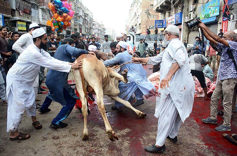 Butchers slaughtering goats in the Burns Road area on the first day of Eid ul-Azha in Provincial Capital