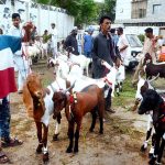 A man selling sacrificial animals near Mazar-e-Quaid ahead of Eid-ul Adha